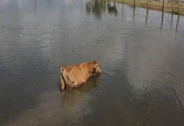 470 ganaderos afectados por fuertes lluvias en Jalpa de Méndez