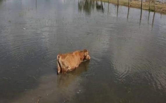 470 ganaderos afectados por fuertes lluvias en Jalpa de Méndez