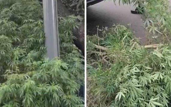 Plantas de casi 3 metros de marihuana son retiradas de jardinera en Iztapalapa