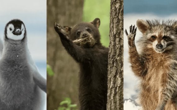 Captan a animales en situaciones divertidas, finalistas de los Comedy Wildlife Photography Awards