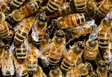 Abejas atacan en un panteón de Hidalgo; hay 30 personas lesionadas