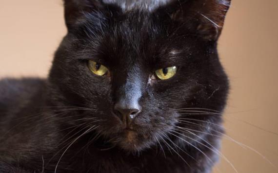 Protectoras de animales en Sonora piden proteger a gatos negros por ritos satánicos en Halloween