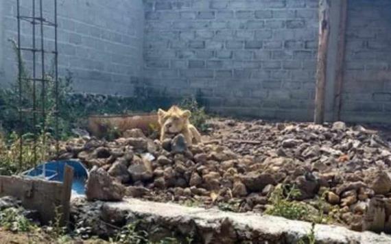 En Chalco, hallan un león durante cateo para localizar a albañil desaparecido