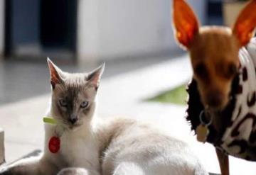 ¿Cómo y cuándo se le debe poner ofrenda a tus mascotas fallecidas?