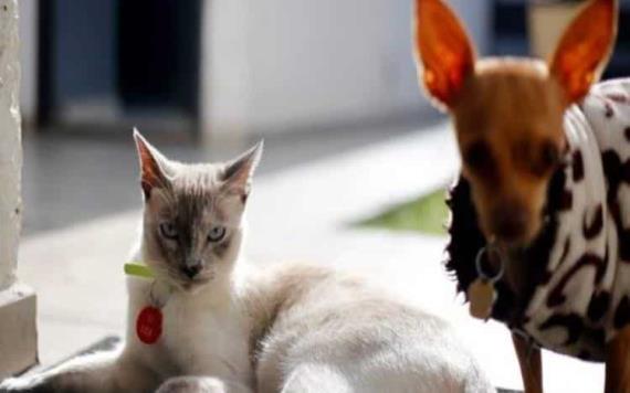 ¿Cómo y cuándo se le debe poner ofrenda a tus mascotas fallecidas?