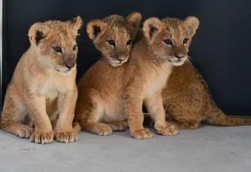 Rescatan animales de zoológicos bombardeados de Ucrania