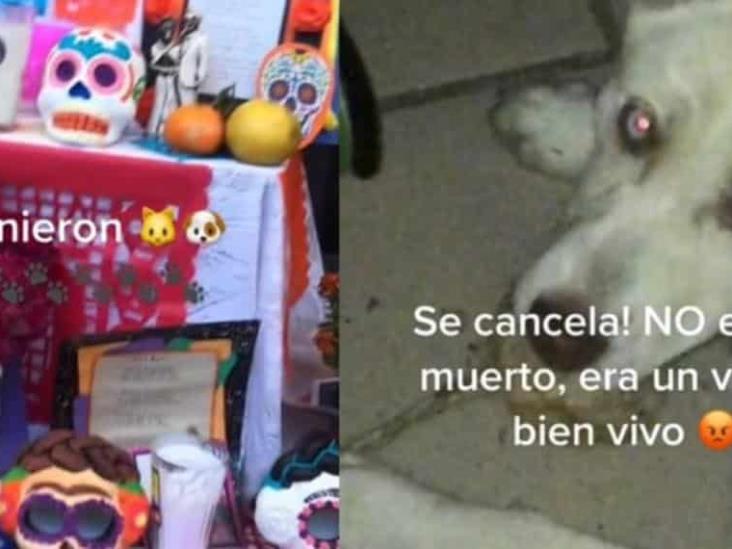 ¡Bien vivaracho! Perrito se come ofrenda de Día de Muertos y su dueña lo cacha ¡Bien vivaracho! Perrito se come ofrenda de Día de Muertos y su dueña lo cacha