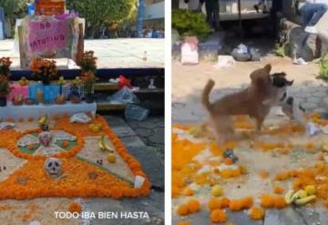 Perritos se pelean en escuela y estropean ofrenda del Día de Muertos