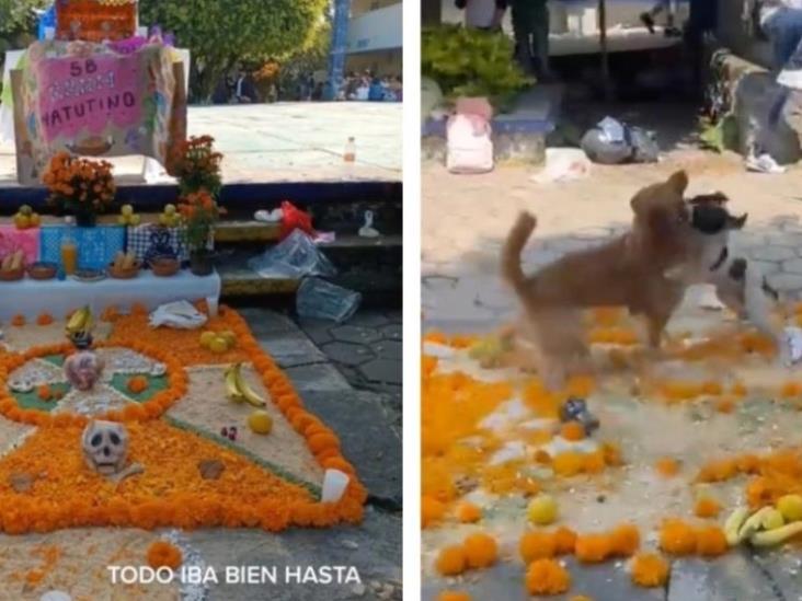 Perritos se pelean en escuela y estropean ofrenda del Día de Muertos Perritos se pelean en escuela y estropean ofrenda del Día de Muertos