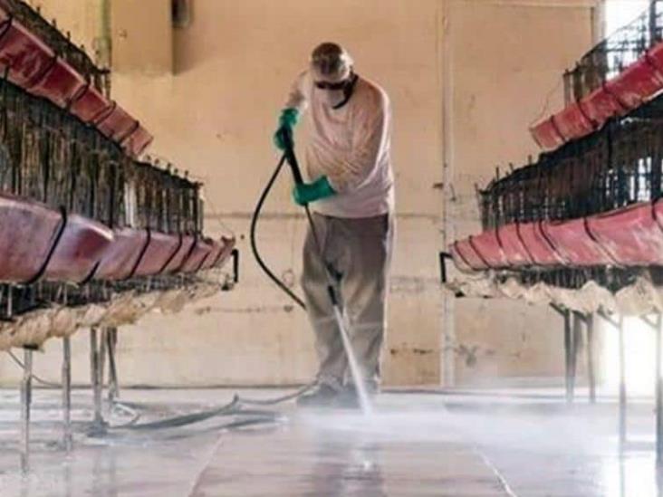 Detectan gripe aviar en granja comercial de NL Detectan gripe aviar en granja comercial de NL