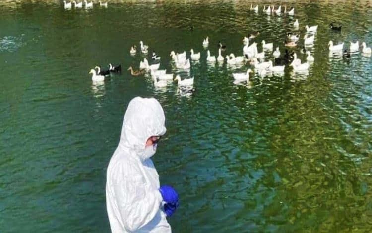 Desinfectan parque de Tijuana luego que seis aves dieron positivo a AH1N5 Desinfectan parque de Tijuana luego que seis aves dieron positivo a AH1N5