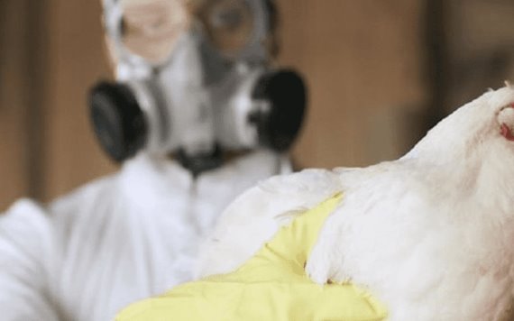 Toneladas de pollo en riesgo por influenza en Puebla