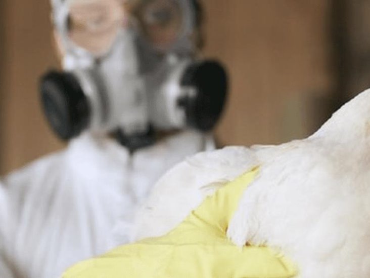 Toneladas de pollo en riesgo por influenza en Puebla Toneladas de pollo en riesgo por influenza en Puebla