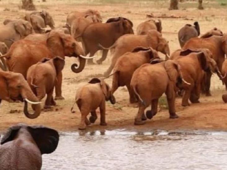 Mueren más de 200 elefantes en Kenia debido a nueve meses de sequía extrema Mueren más de 200 elefantes en Kenia debido a nueve meses de sequía extrema
