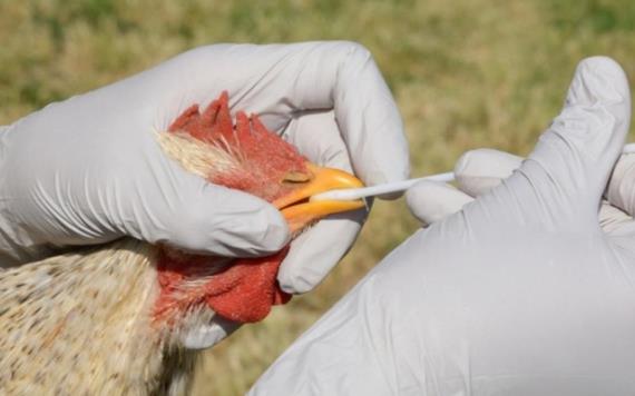 Influenza aviar AH5N1 se extiende a 7 estados; virus asiático es altamente letal