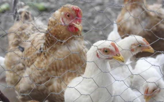 Vigilan brote de influenza aviar en granja del municipio de Juárez, Chiapas