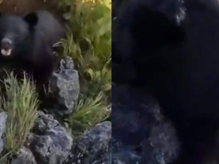 ¡Lucha extrema! Oso ataca a alpinista mientras escalaba en Japón ¡Lucha extrema! Oso ataca a alpinista mientras escalaba en Japón