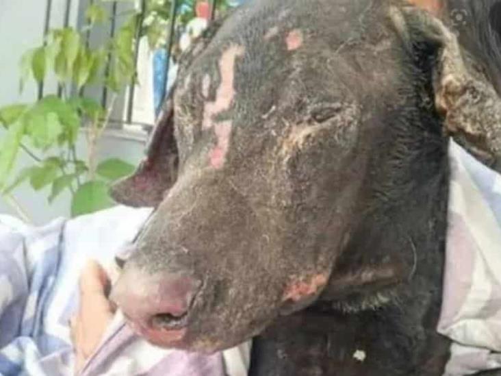 Mujer prende fuego a perrito para vengarse de su expareja en Argentina Mujer prende fuego a perrito para vengarse de su expareja en Argentina