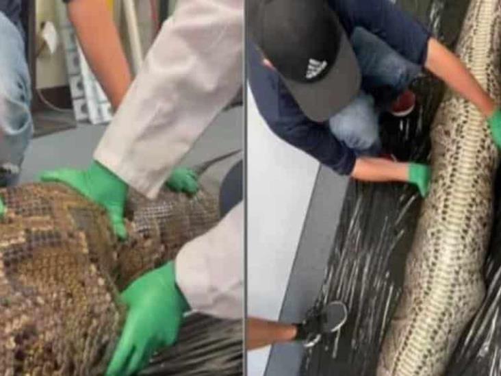 VIDEO: Así fue la impresionante autopsia a una pitón que se tragó un caimán en Florida VIDEO: Así fue la impresionante autopsia a una pitón que se tragó un caimán en Florida