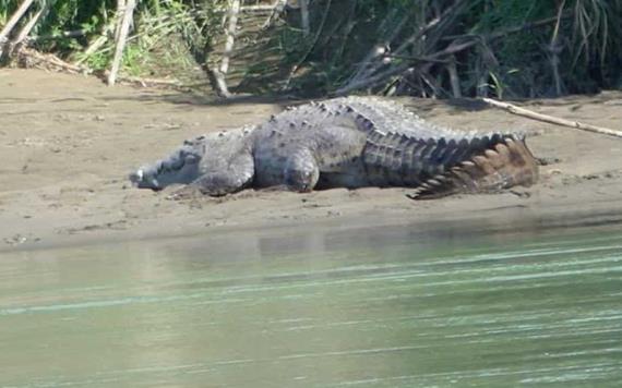 Niño de 8 años muere tras ser devorado por un cocodrilo en Costa Rica