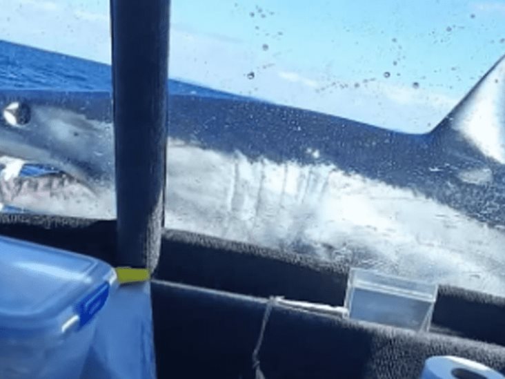 Video: Impactante momento en que un gran tiburón blanco salta sobre un barco de pesca Video: Impactante momento en que un gran tiburón blanco salta sobre un barco de pesca
