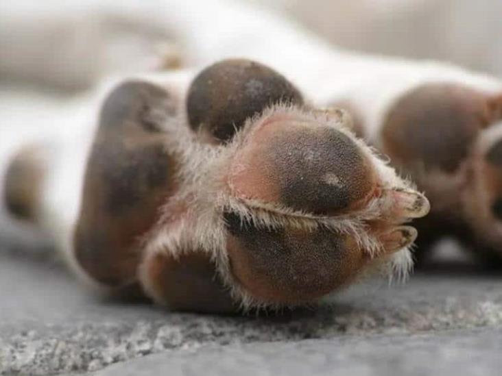 Policías de CdMx rescatan a perro que se estaba ahorcando tras caer de azotea Policías de CdMx rescatan a perro que se estaba ahorcando tras caer de azotea