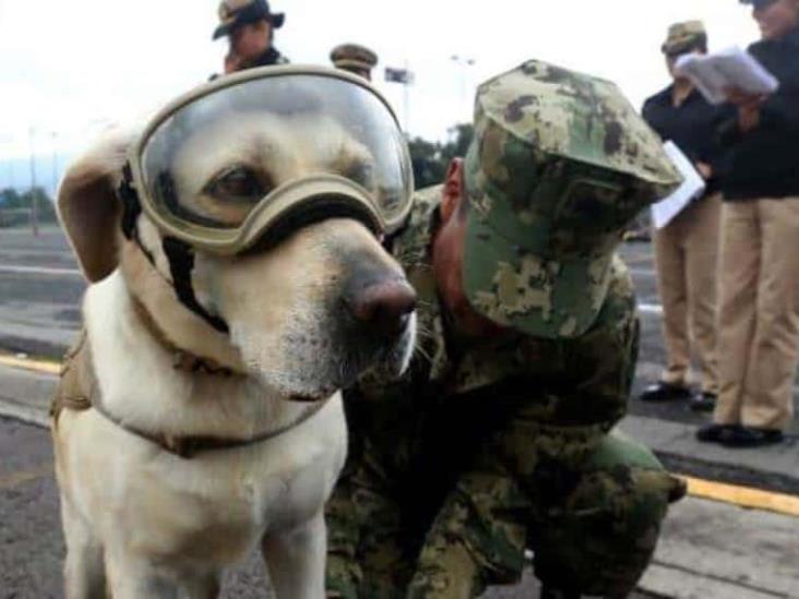Despiden a Frida, la perrita rescatista, con emotivas imágenes en redes sociales Despiden a Frida, la perrita rescatista, con emotivas imágenes en redes sociales