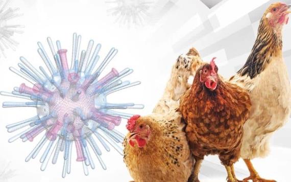 La Gripe Aviar y el Riesgo en Humanos