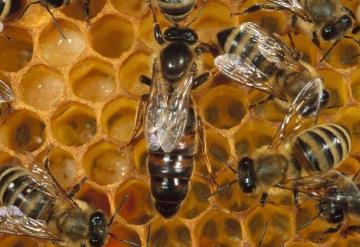 Abejas atacan a alumnos y maestros en primaria de Veracruz