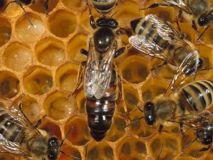 Abejas atacan a alumnos y maestros en primaria de Veracruz Abejas atacan a alumnos y maestros en primaria de Veracruz