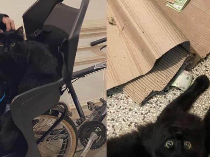 Joven capta a su gato robando dinero del vecino y caso se hace viral Joven capta a su gato robando dinero del vecino y caso se hace viral