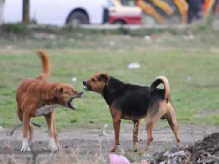 Jauría de perros devora a un individuo en la CDMX Jauría de perros devora a un individuo en la CDMX
