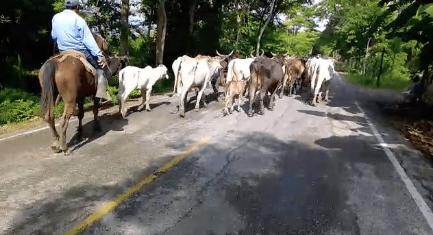 En Jonuta, movilizan más de 2 mil reses a tierras altas por la creciente del río En Jonuta, movilizan más de 2 mil reses a tierras altas por la creciente del río