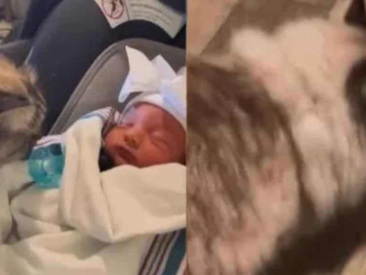 Gatita conoce a su hermanita humana y termina con náuseas Gatita conoce a su hermanita humana y termina con náuseas