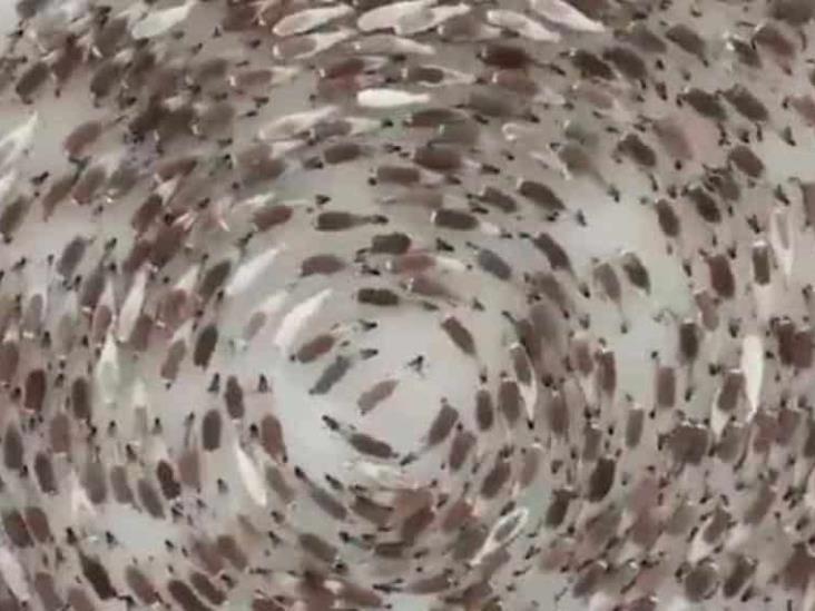 ¿Es el fin del mundo?; desconcierta extraño comportamiento de animales alrededor del mundo ¿Es el fin del mundo?; desconcierta extraño comportamiento de animales alrededor del mundo
