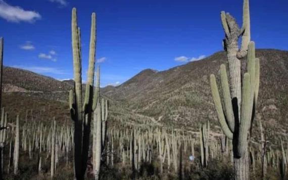 Biósfera de Tehuacán, bajo grave amenaza