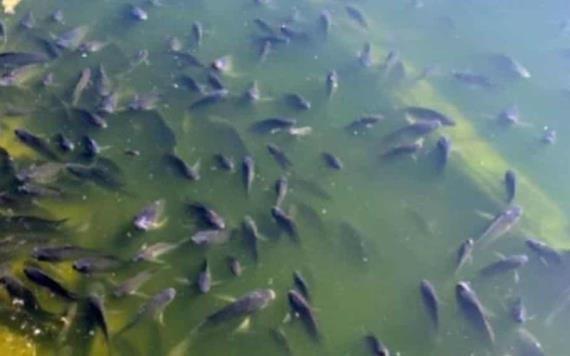 Denuncian muerte masiva de peces en Lago de Chapultepec