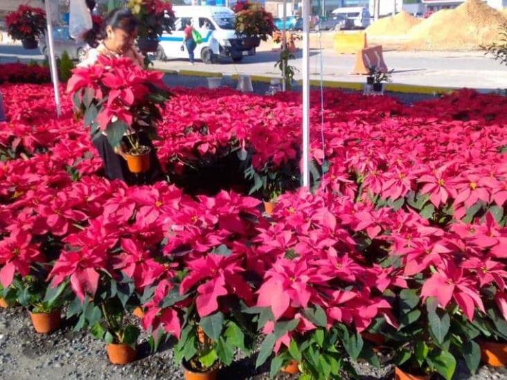 Venden flores de Noche Buena desde 50 pesos