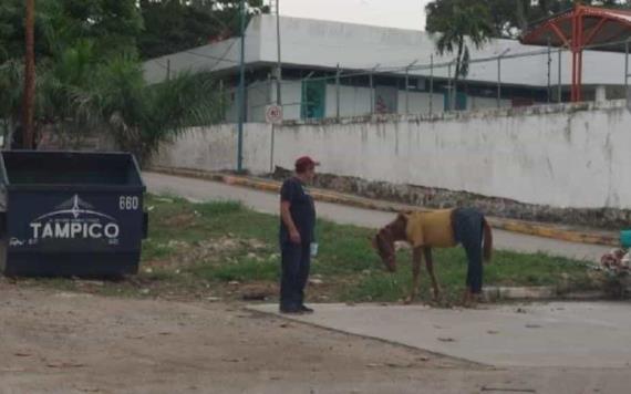 Hombre causa indignación por vestir a su caballo como humano en Tampico