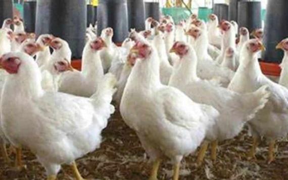 Sacrifican a más de 100 mil pollos debido a la gripe aviar en Yucatán