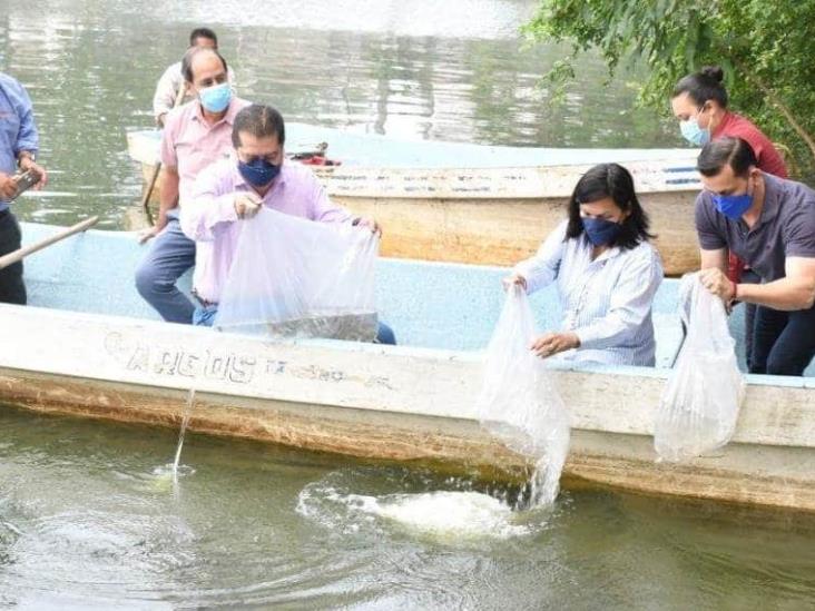 Liberan 3 mil crías de pejelagarto y mil 100 de mojarra paleta Liberan 3 mil crías de pejelagarto y mil 100 de mojarra paleta