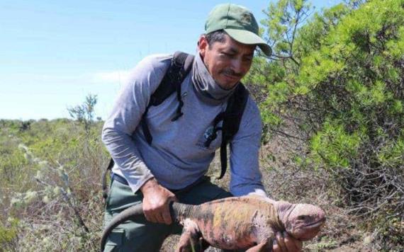 Descubren en Ecuador crías de Iguana Rosada en las #IslasGalápagos
