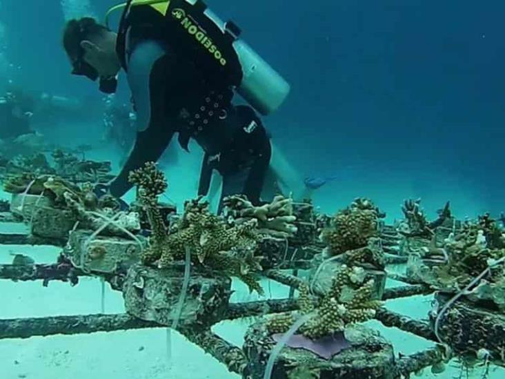 Nuevo método para congelar larvas de coral podrían salvar los arrecifes Nuevo método para congelar larvas de coral podrían salvar los arrecifes