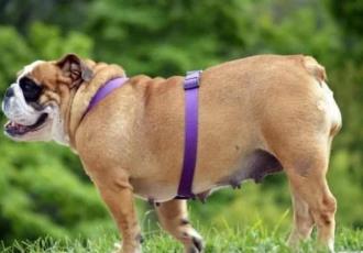 ¿Obesidad en perros? Éstas son las razas más propensas a padecerla