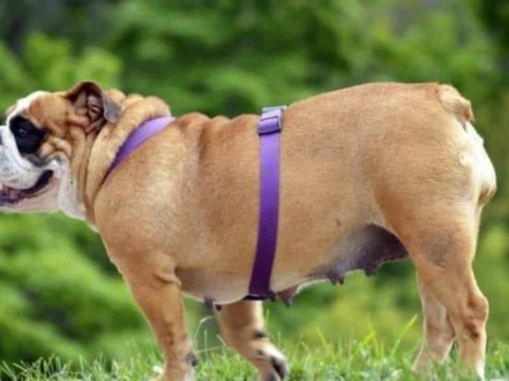 ¿Obesidad en perros? Éstas son las razas más propensas a padecerla ¿Obesidad en perros? Éstas son las razas más propensas a padecerla