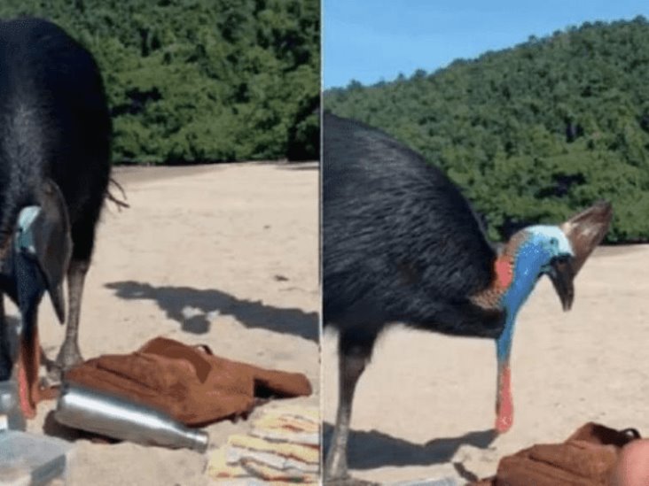 Joven sin saber compartió momento con el ave más peligrosa del mundo Joven sin saber compartió momento con el ave más peligrosa del mundo
