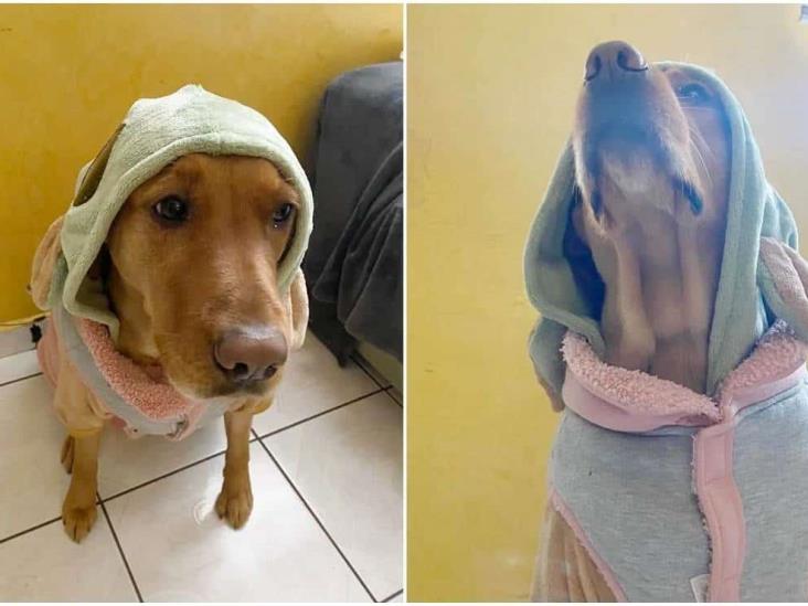 ¿Cómo proteger a tu perrito de las bajas temperaturas? ¿Cómo proteger a tu perrito de las bajas temperaturas?
