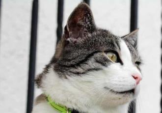 ¿Los collares con cascabel pueden ser dañinos para los gatos?