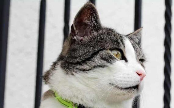 ¿Los collares con cascabel pueden ser dañinos para los gatos?