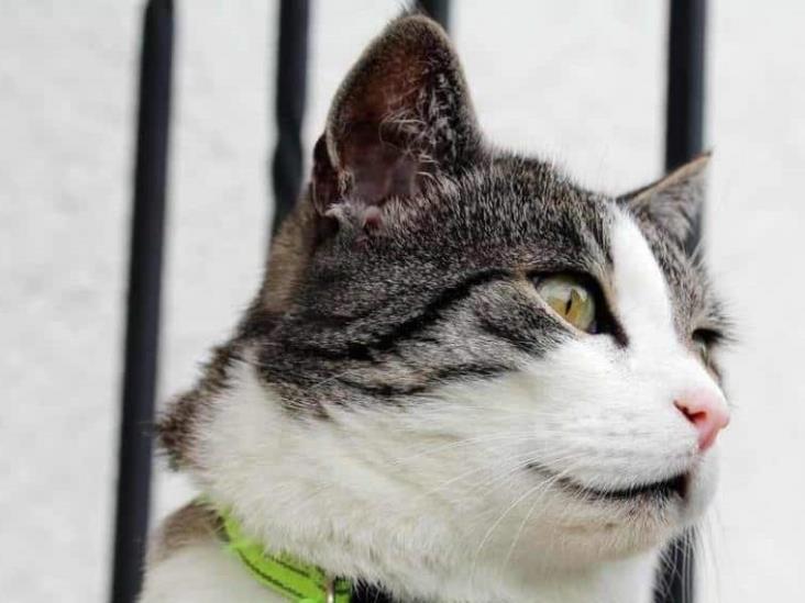 ¿Los collares con cascabel pueden ser dañinos para los gatos? ¿Los collares con cascabel pueden ser dañinos para los gatos?